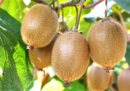 Kiwi_fruit