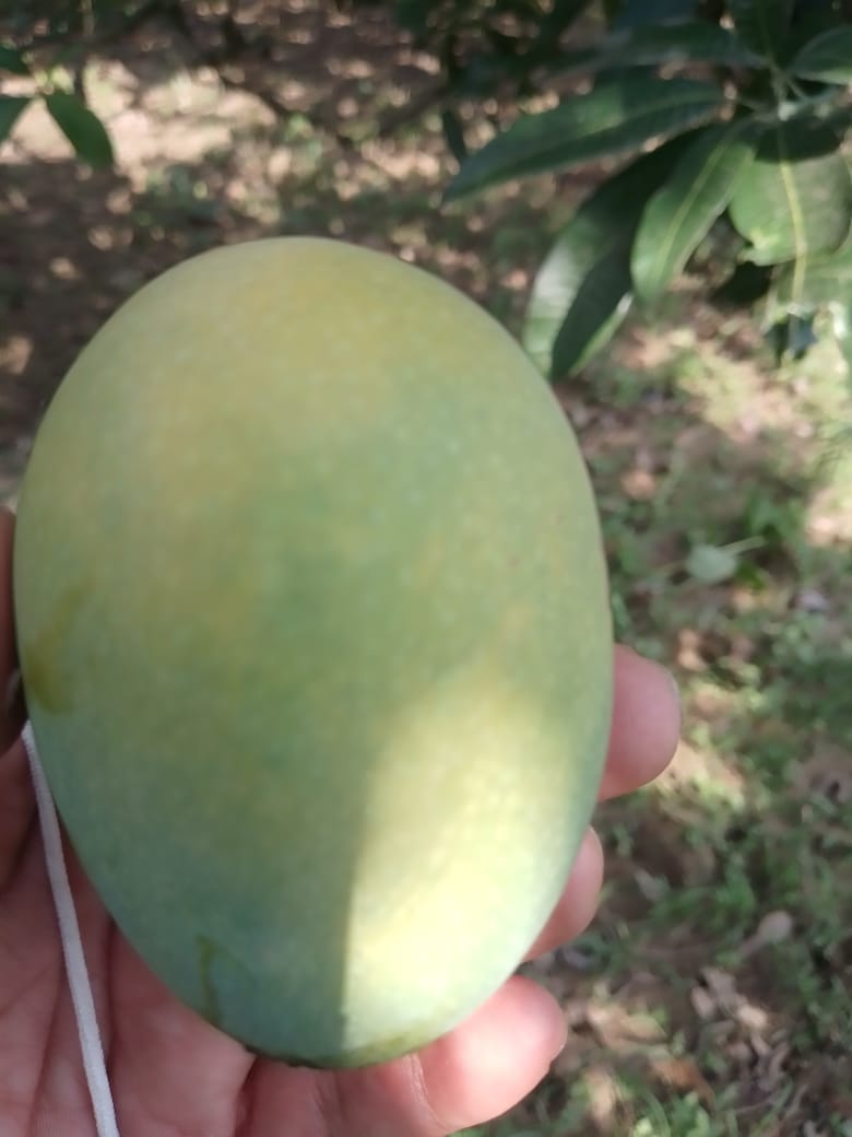 Mango-one