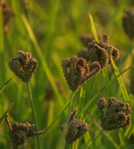 Finger millet