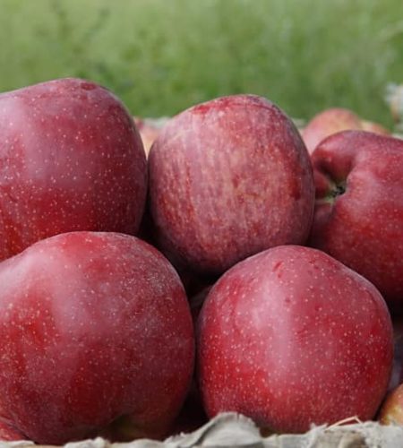 Red apple